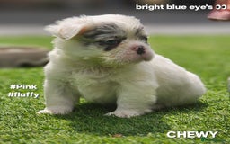 French Bulldog dogs for sale: FRENCHYS Kc from £2500 fluffy, Pink carriers - Image 18