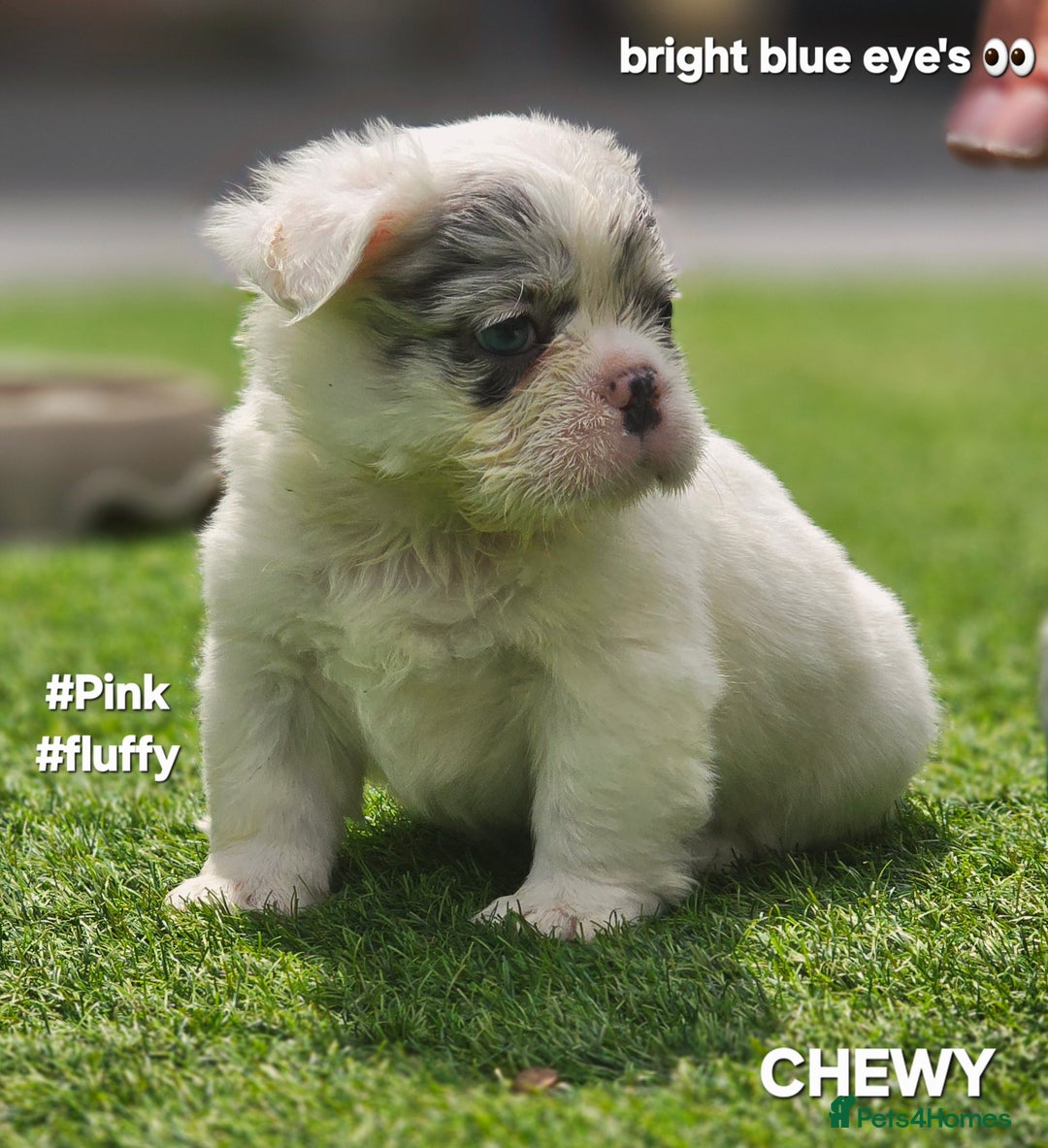 French Bulldog dogs for sale: FRENCHYS Kc from £2500 fluffy, Pink carriers - Image 18