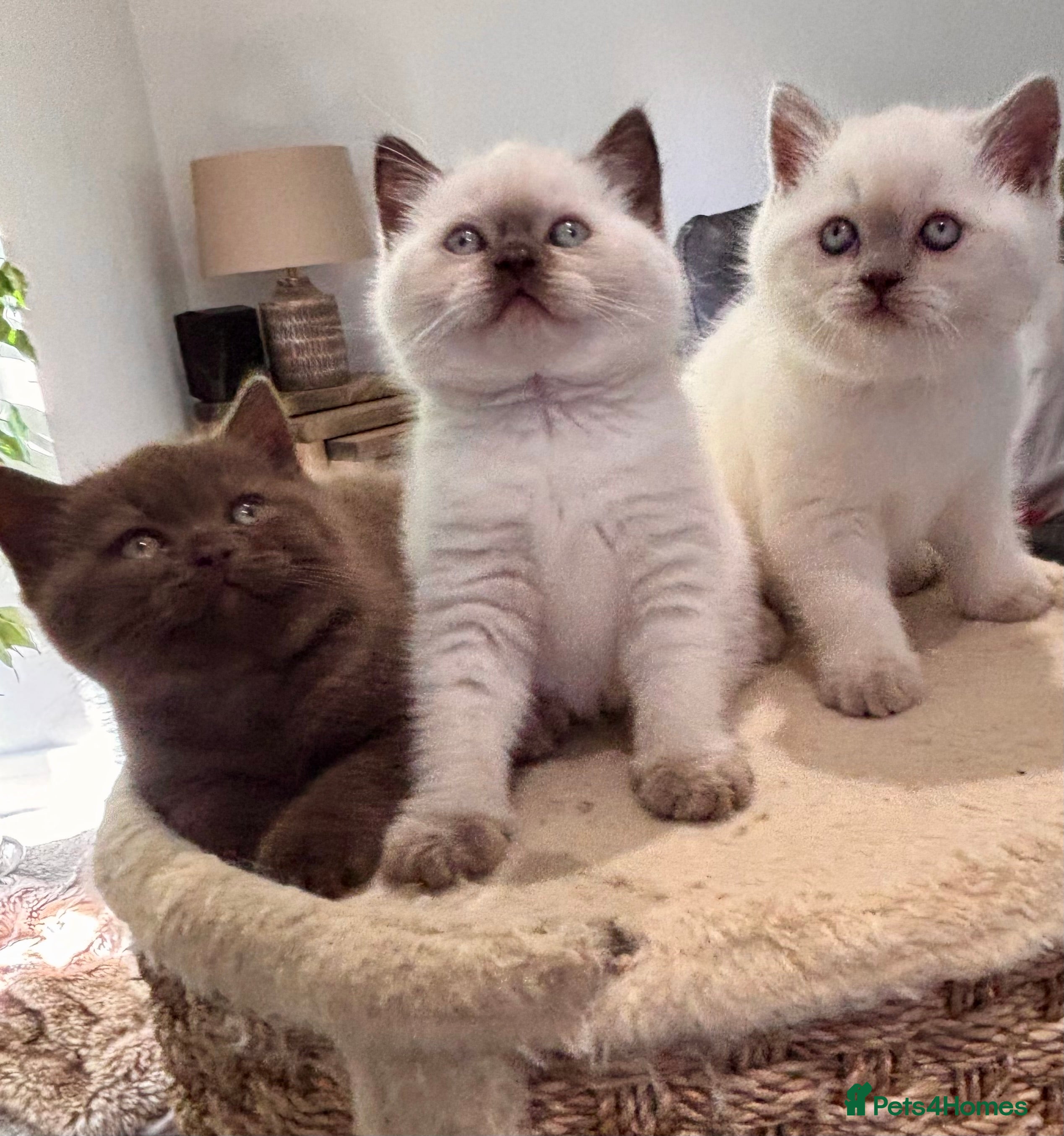 British Shorthair cats Amazing chunky GCCF pedigree BSH kittens - Advert 1