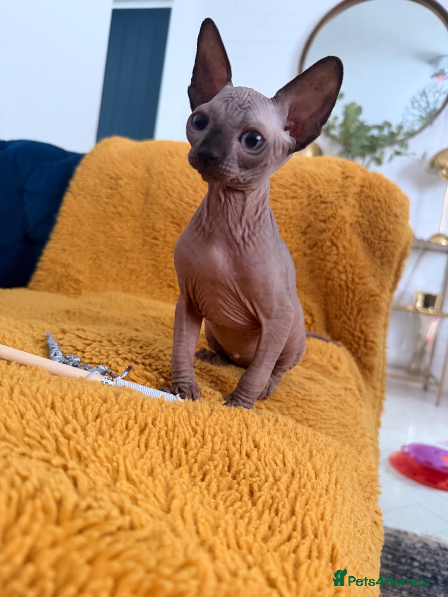 Sphynx cats !🌺🫶 Ready NOW!! - Advert 1