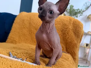 Sphynx cats !🌺🫶 Ready NOW!! - Advert 1