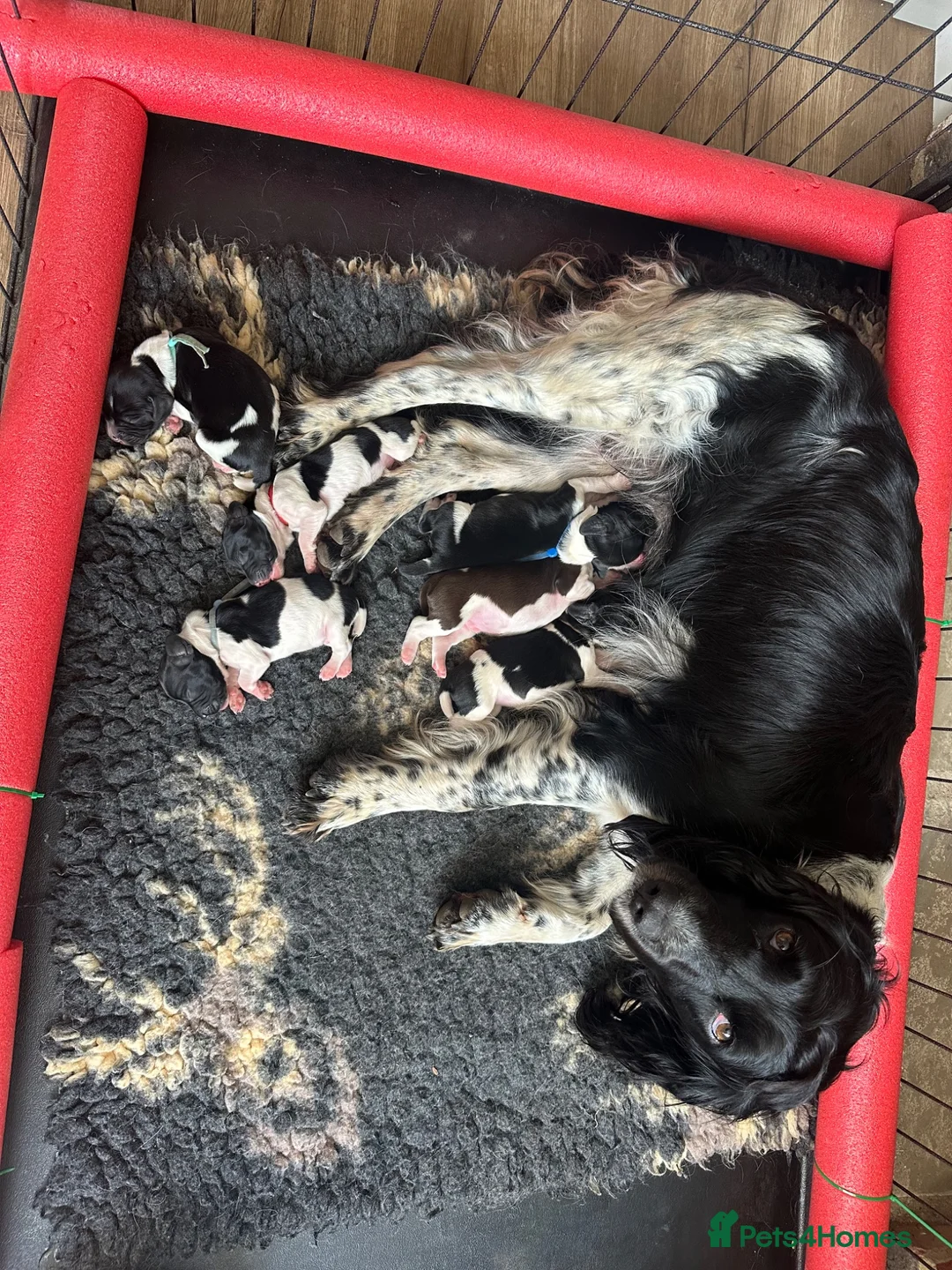 English Springer Spaniel dogs for sale: KC registered heavily marked springers in Hook - Advert 1