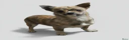Chihuahua dogs for sale: RARE Brindle Chihuahua Puppies - Advert 2