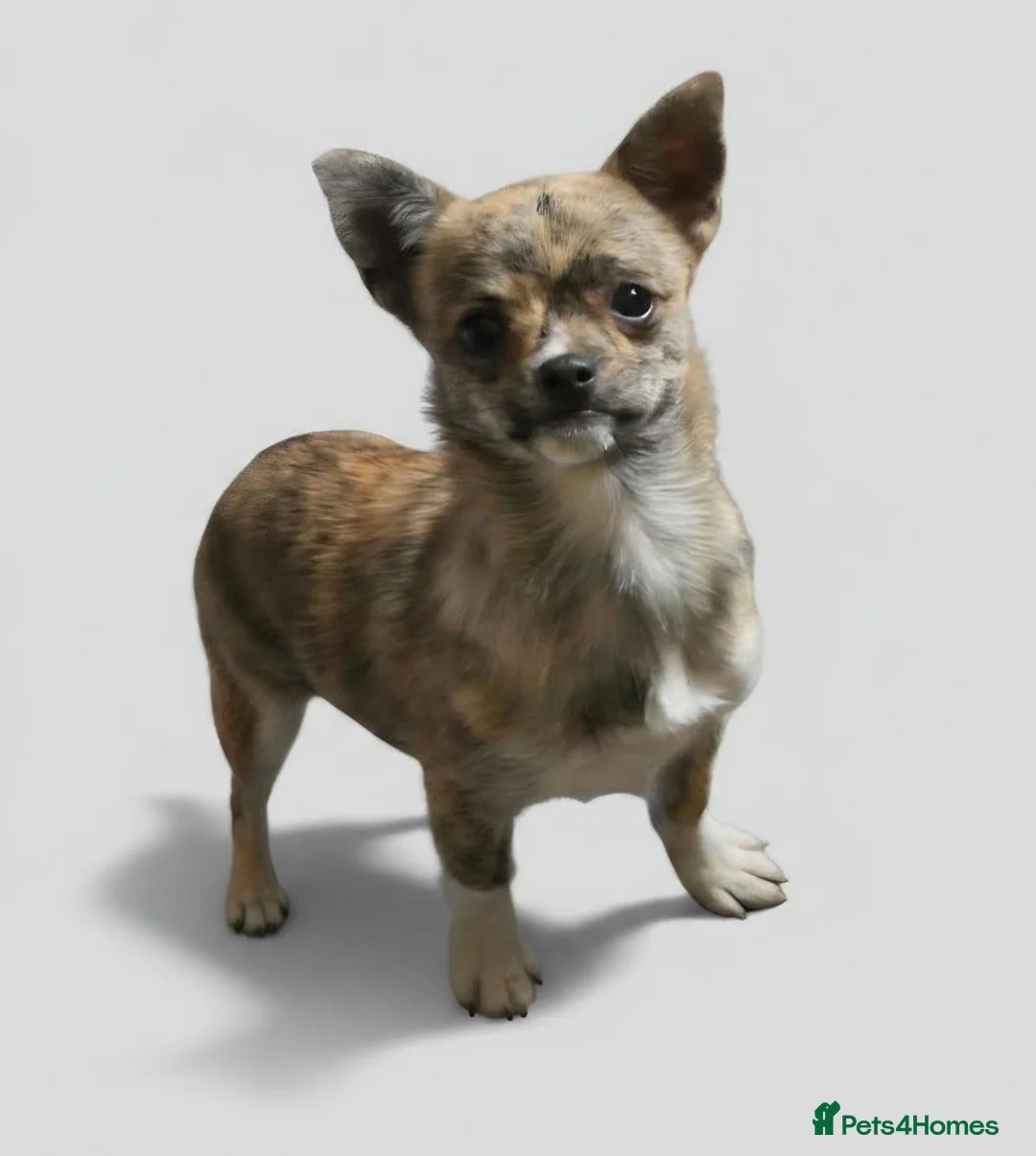 Chihuahua dogs for sale: RARE Brindle Chihuahua Puppies - Advert 2