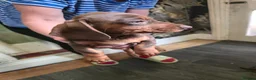 Dachshund dogs for sale: Dchshund miniature - Advert 19