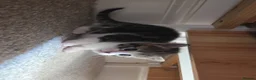 Mixed Breed cats for sale: X4 kittens for sale : 3 boys 1 girl in Bexhill-on-Sea - Advert 10