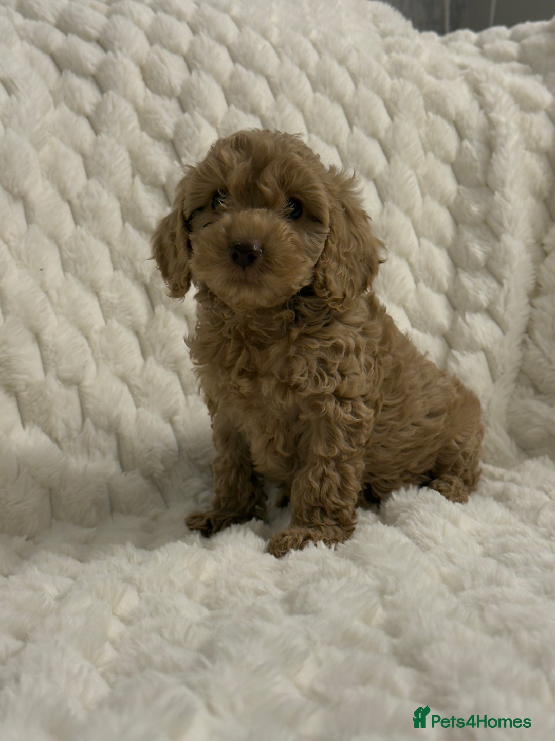 Cockapoo dogs for sale: ⭐️cockerpoo puppies⭐️ - Advert 3
