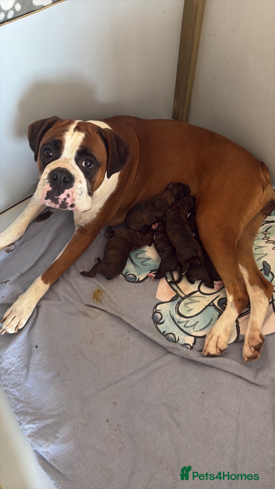 Boxer dogs for sale: Gorgeous Boxer Puppies  - Advert 2