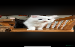 Maine Coon cats for sale: Beautiful rare white Maine coon kitten female  - Image 2