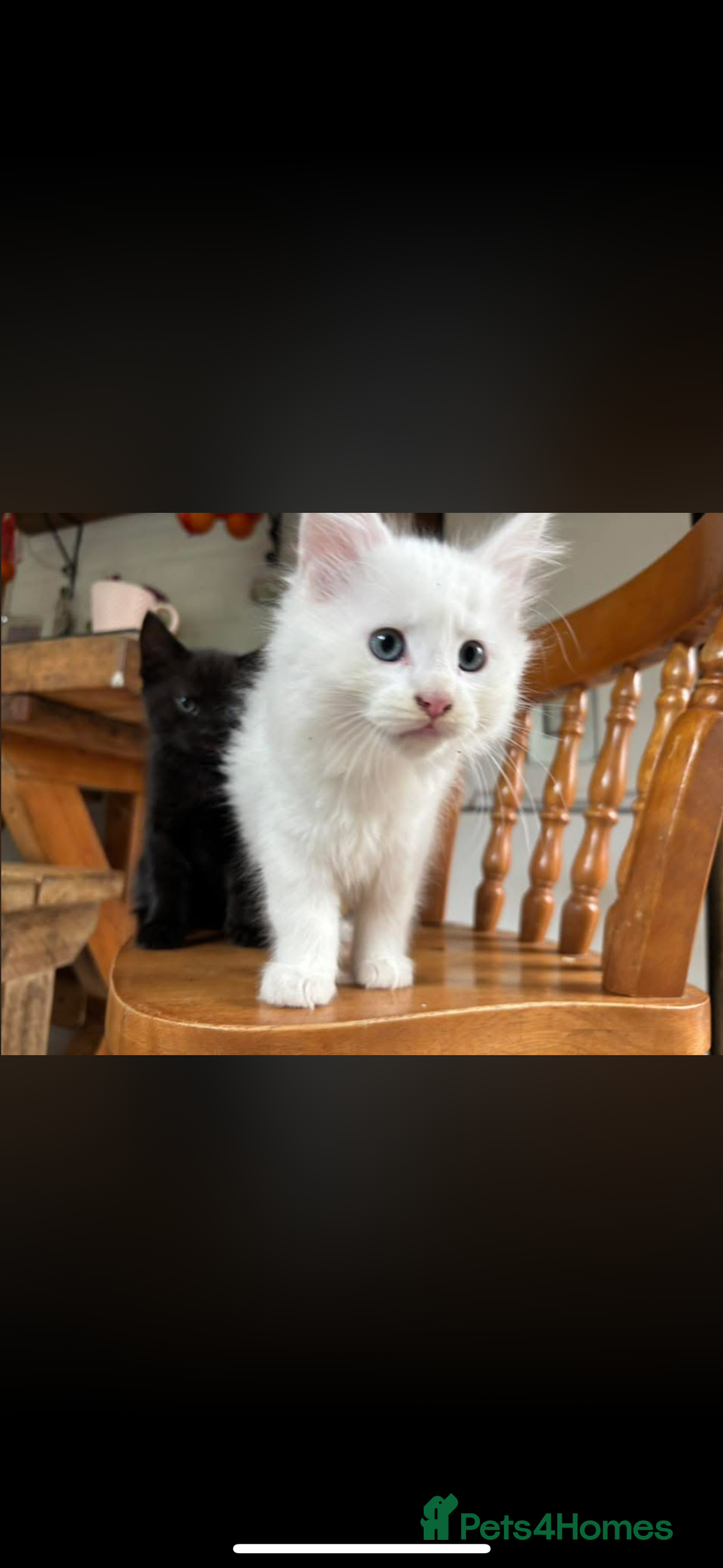 Maine Coon cats for sale: Beautiful rare white Maine coon kitten female  - Image 2