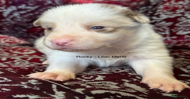 Border Collie dogs - Advert 5