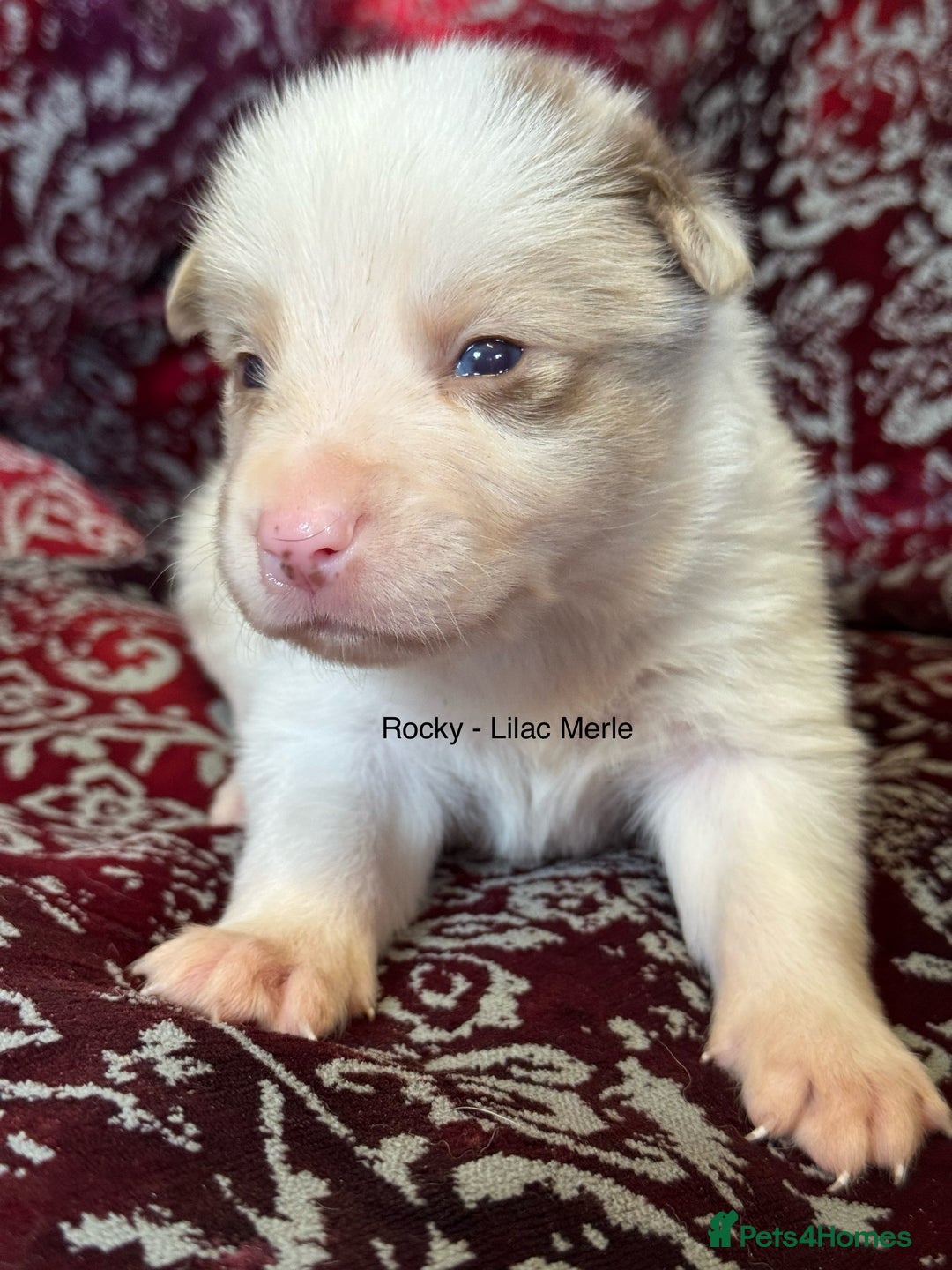 Border Collie dogs for sale: Pure Bred Border Collie Puppies 4 Sale -KC Pending - Image 3