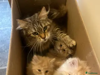 Maine Coon cats Full Maine Coon Dilute Red Kittens Ready To Go - Advert 1