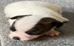 Jack Russell dogs for sale: 6 Jack Russell Puppies  - Advert 19