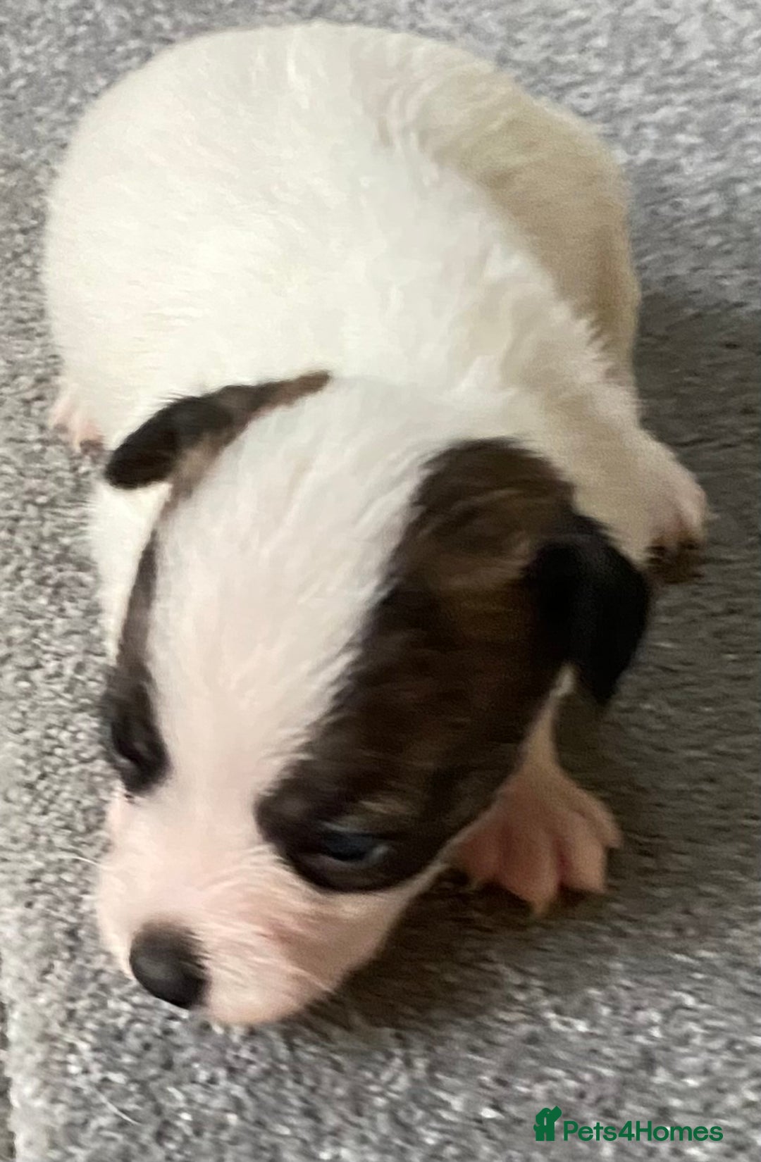 Jack Russell dogs for sale: 6 Jack Russell Puppies  - Advert 19