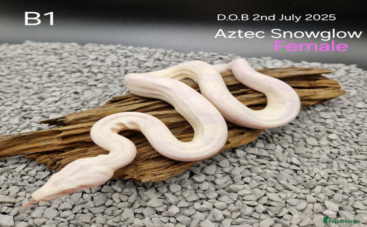 Boa Snake reptiles - Advert 1