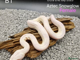 Boa Snake reptiles - Advert 28