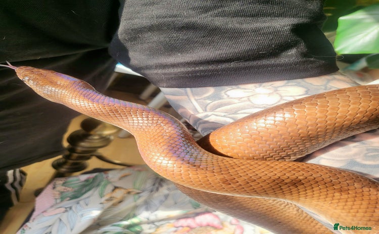 Boa Snake reptiles - Advert 1