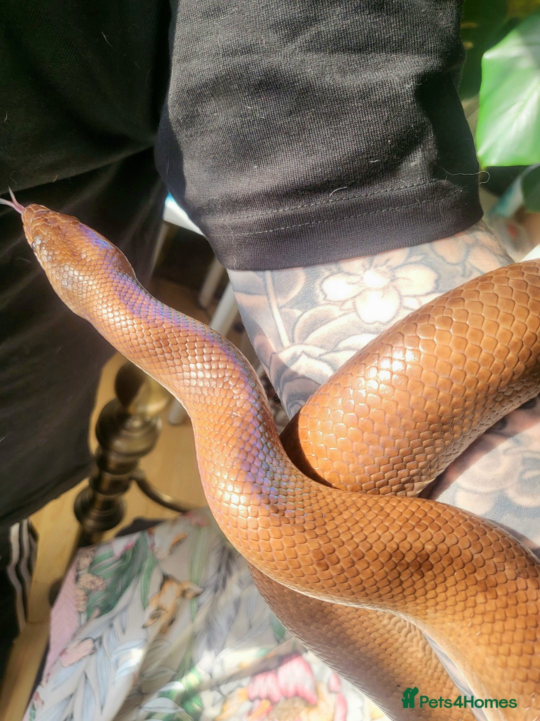Boa Snake reptiles for sale: Male Colombian Rainbow Boa - Image 1