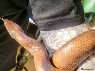 Boa Snake reptiles - Advert 7