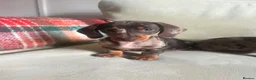 Miniature Dachshund dogs for sale: 4 miniature dachshunds - Advert 16