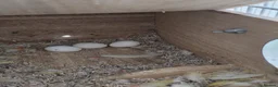 Lovebirds birds for sale: Lovebird Breeding Setup - Chicks, Eggs & Cages - Advert 5