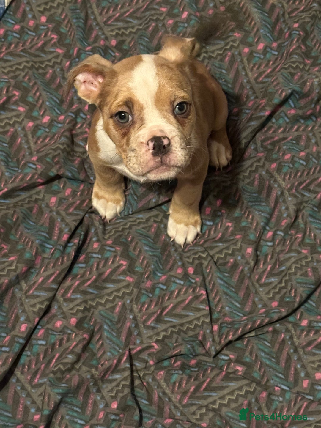 Old Tyme Bulldog dogs for sale: Old Tyme bulldog puppies - Advert 5