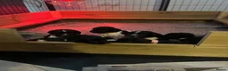 English Springer Spaniel dogs for sale: Pedigree English Springer Spaniel Pups  - Advert 7