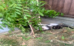 Mixed Breed cats for sale: Cute Tabby Kittens - Ready Now - Image 8