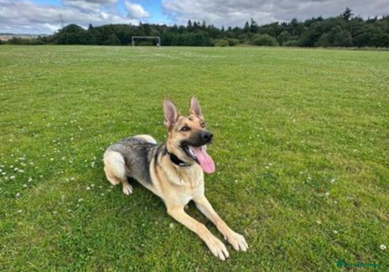 German Shepherd dogs for sale: 3 year old German Shepherd - Advert 6