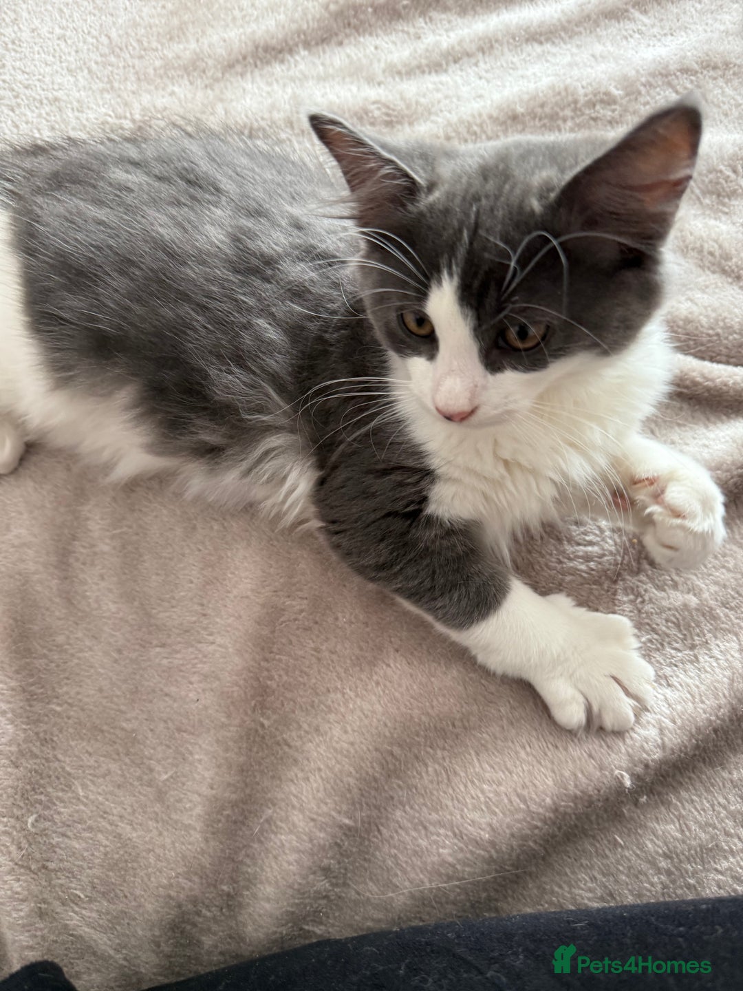 Mixed Breed cats for sale: lovely kitties - Image 7
