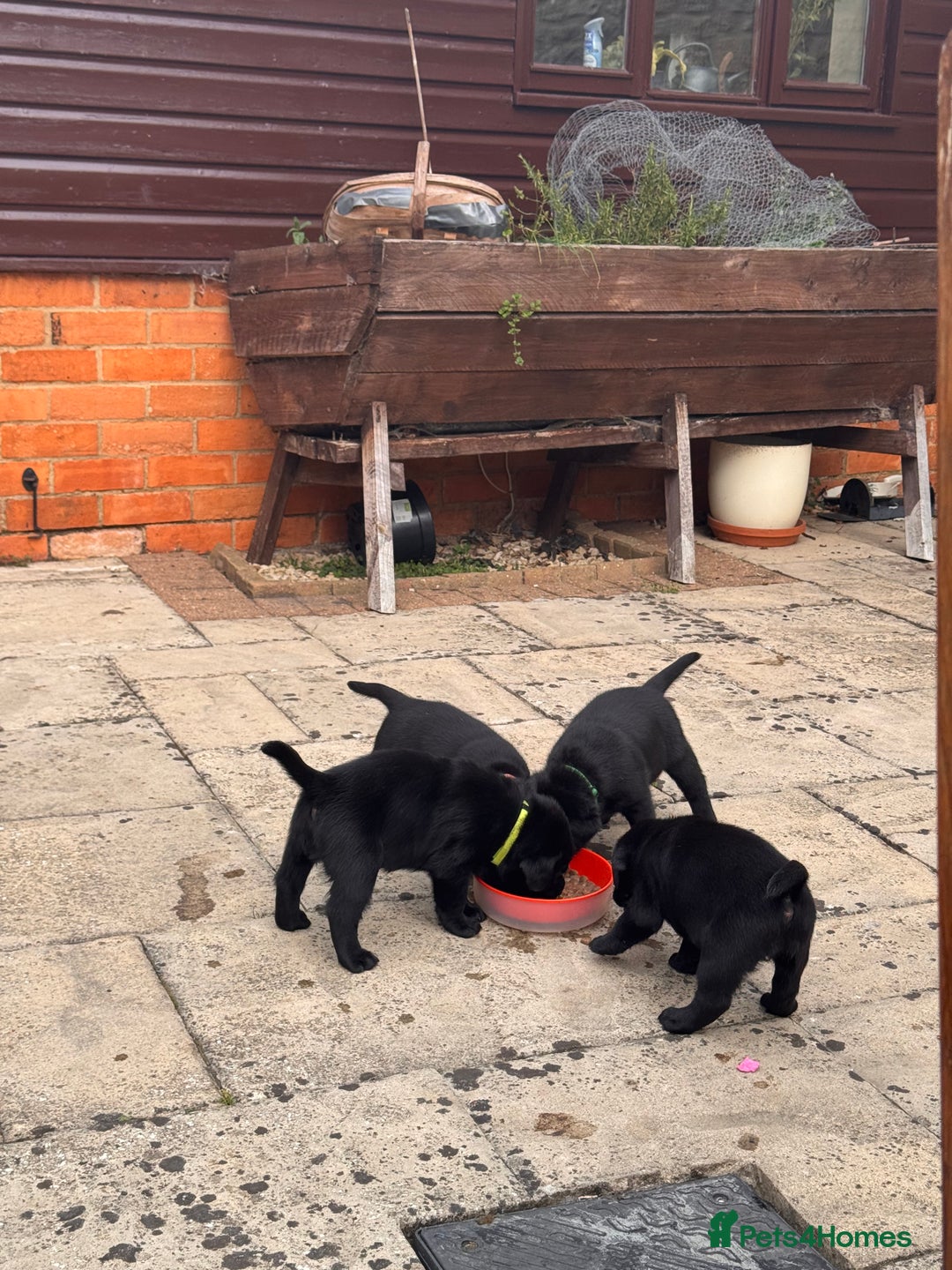Labrador Retriever dogs for sale: Gorgeous Labrador Puppies - only 5 remaining!! - Image 8