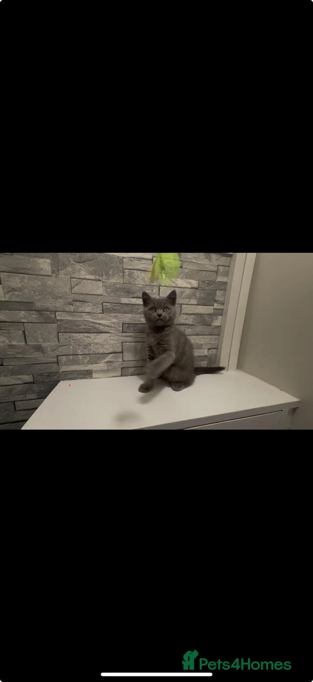 British Shorthair cats for sale: Beautiful British shorthair kittens - Advert 25