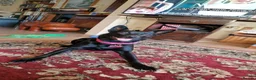 Mixed Breed dogs for sale: Kiwi  - Advert 1
