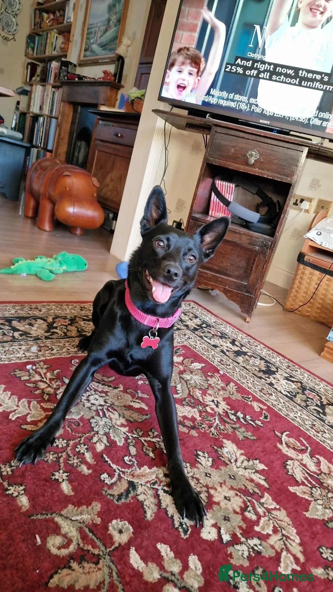 Mixed Breed dogs for sale: Kiwi  - Advert 1