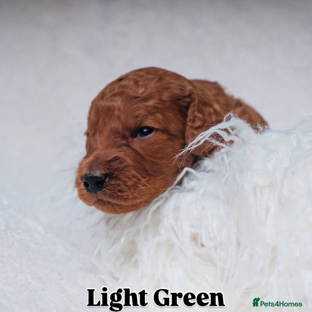 Labradoodle dogs for sale: F2B Labradoodle Puppies – Red & Apricot - Advert 33