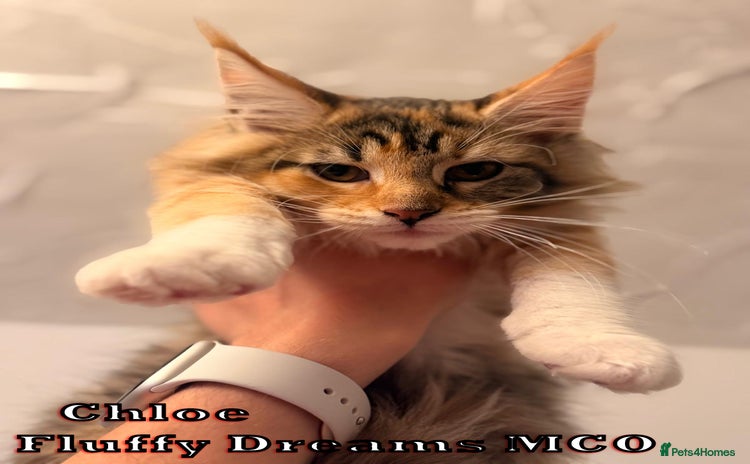Maine Coon cats Fluffy Maine Coons LAST GIRL ACTIVE/NON-ACTIVE - Advert 3