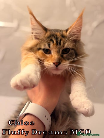 Maine Coon cats Fluffy Maine Coons LAST GIRL ACTIVE/NON-ACTIVE - Advert 3