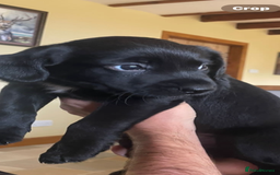 Mixed Breed dogs for sale: Happy and friendly  - Image 4