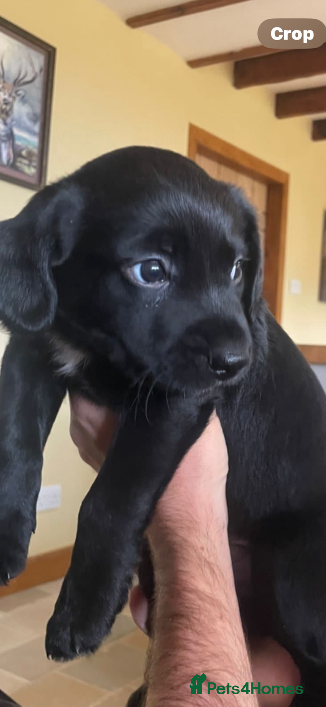 Mixed Breed dogs for sale: Happy and friendly  - Image 4