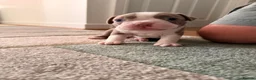 Boston Terrier dogs for sale: 8th Generation KC Reg Boston Terrier Puppies  - Advert 12