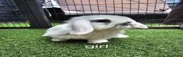 Mini Lop rabbits for sale: Beautiful mini lops for sale 💙🩷 - Advert 29