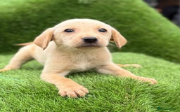 Labrador Retriever dogs for sale: Labrador pups  - Image 28