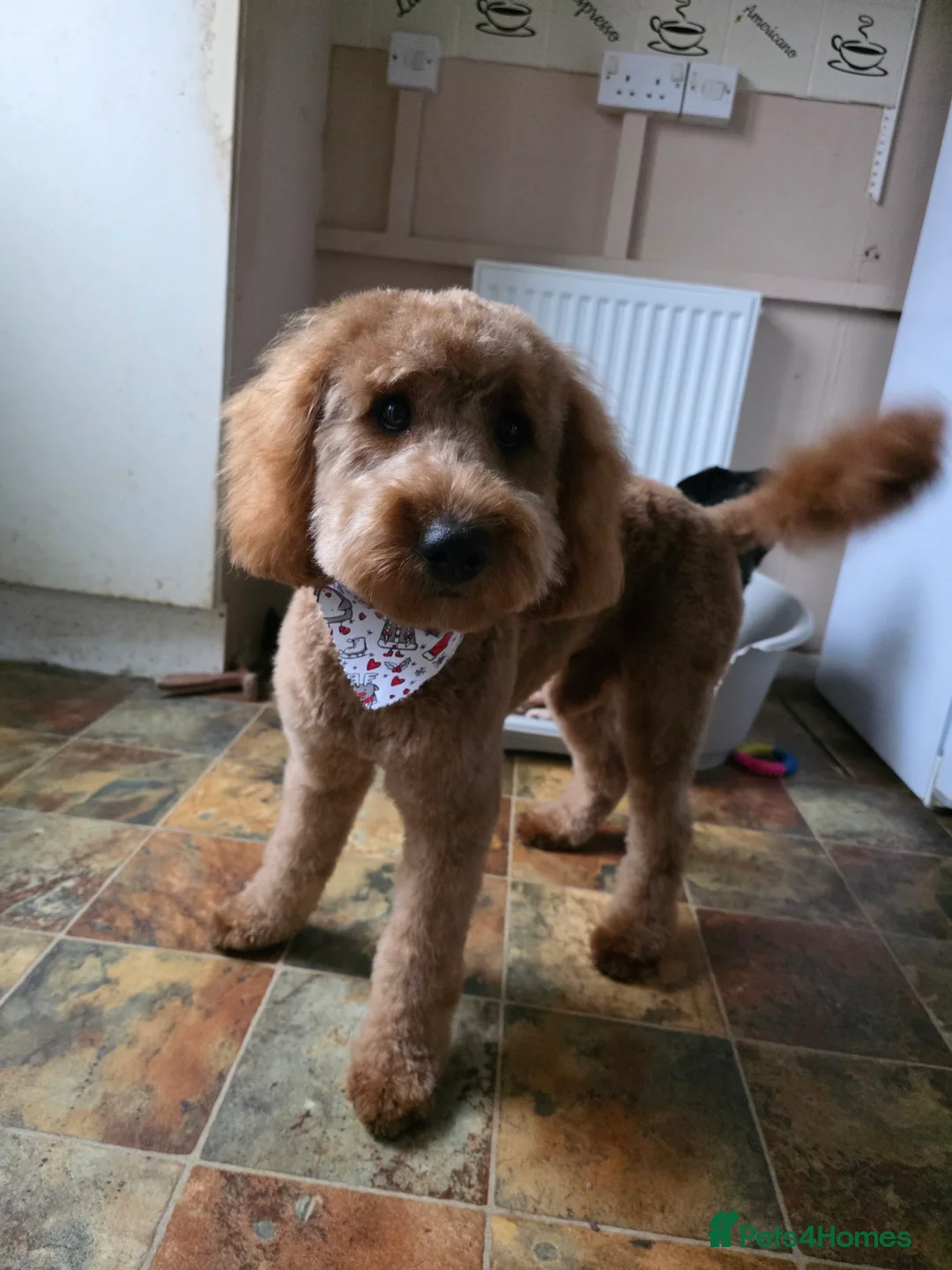 Cavapoo dogs for sale: Male cavapoo puppy - Advert 2