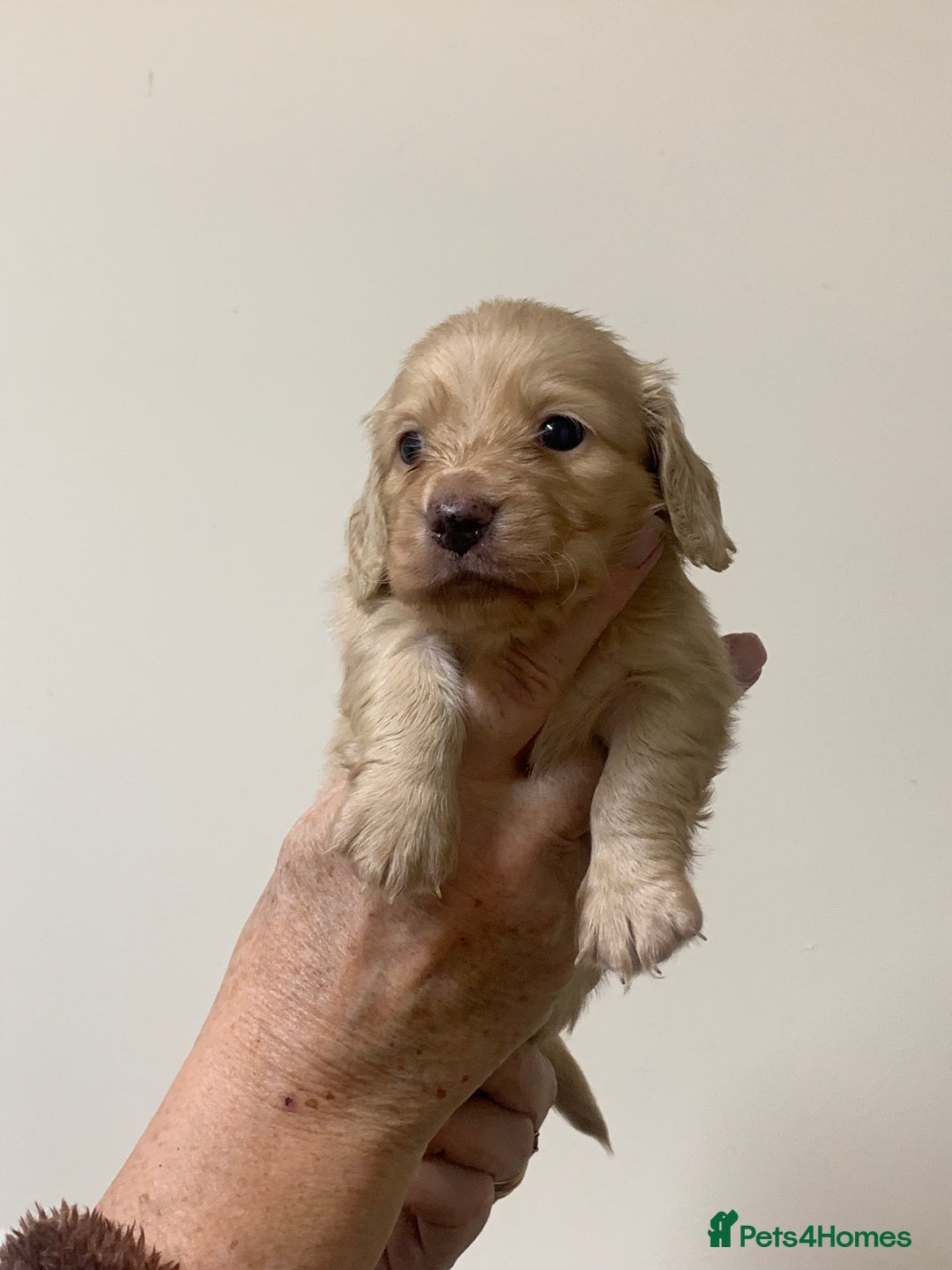 Miniature Dachshund dogs for sale: KC reg mini Longhaired Dachshunds - Advert 16