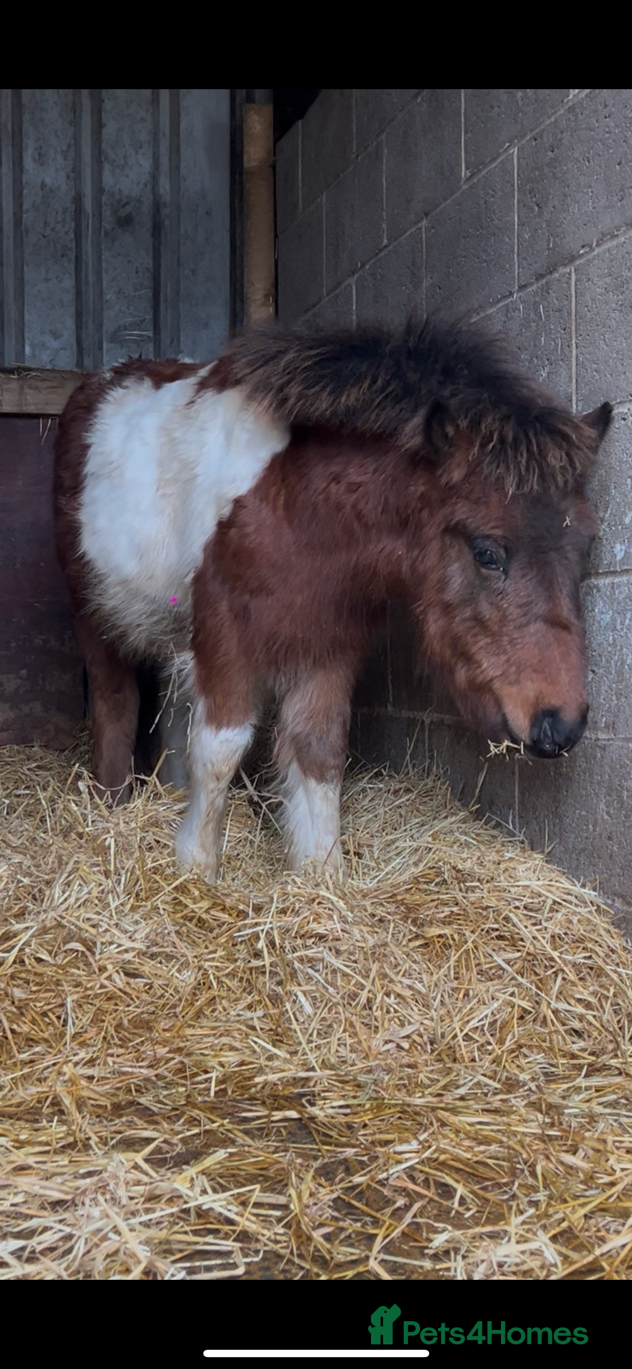 Shetland pony horses Teddy - Advert 1