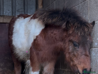 Shetland pony horses Teddy - Advert 2