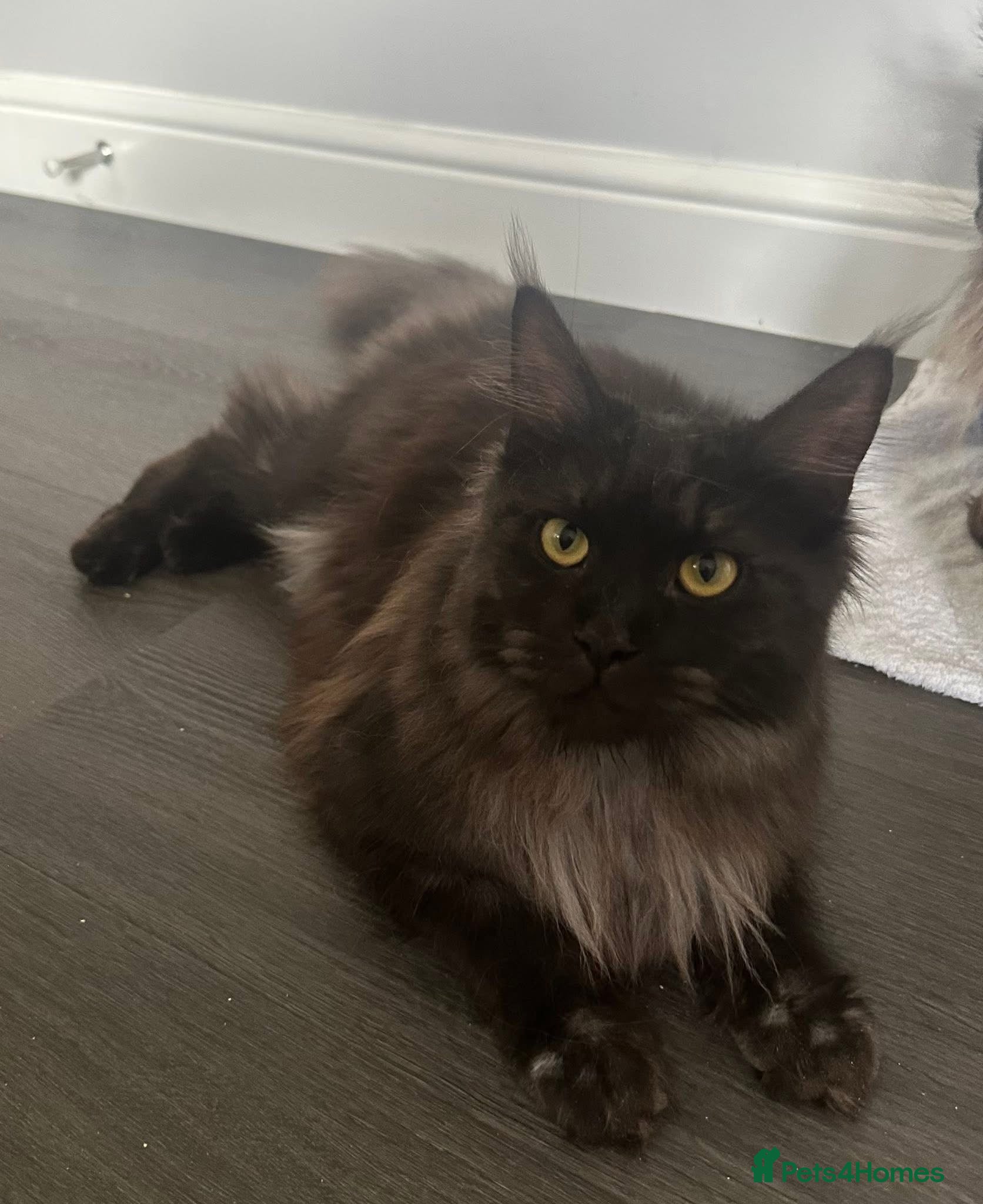 Maine Coon cats 2 year old Black Smoke Female mainecoon  - Advert 5