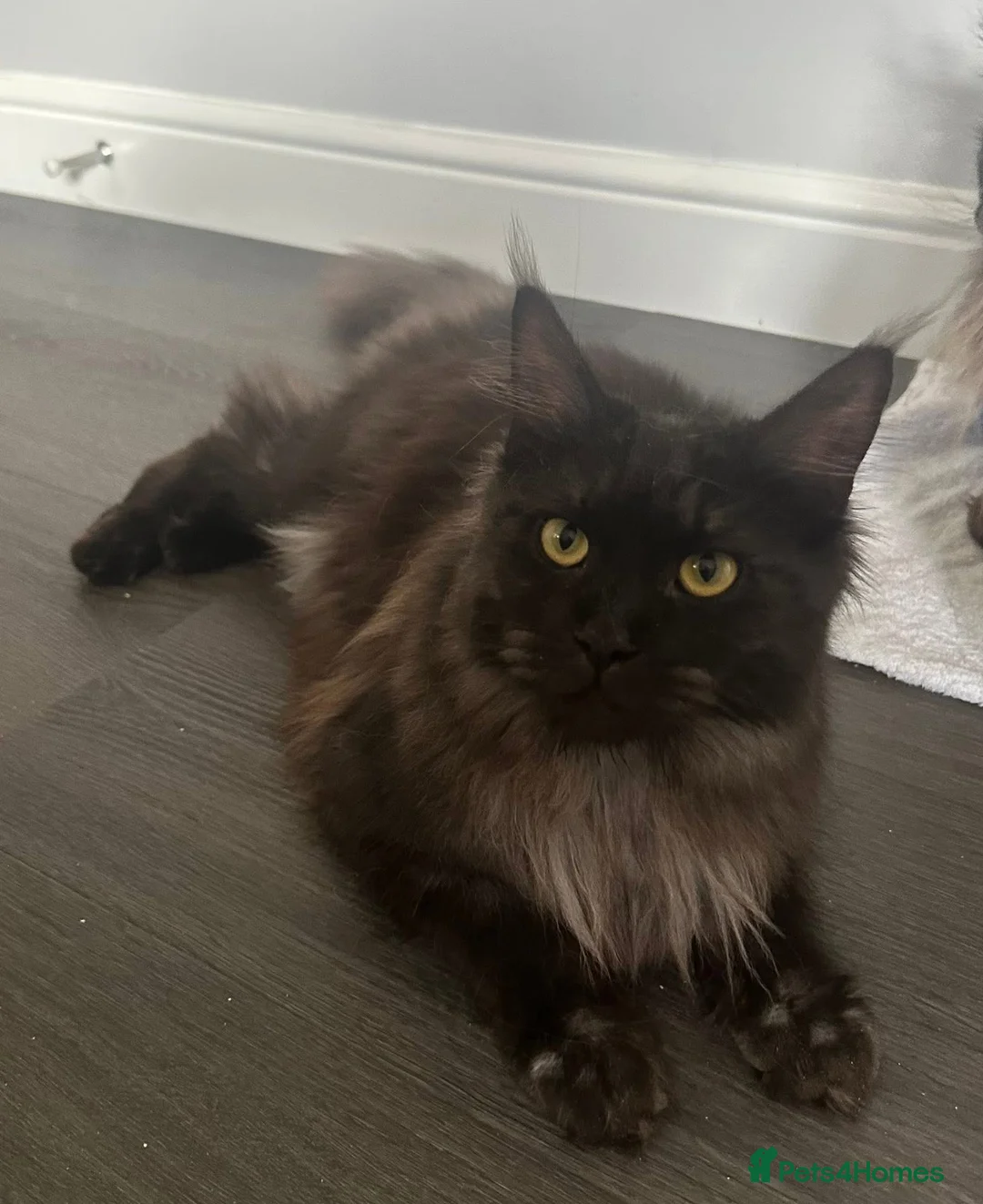 Maine Coon cats for sale: 2 year old Black Smoke Female mainecoon  - Advert 1