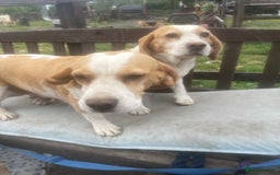 Beagle dogs for sale: 2 adult bitches and a 6 month tri boy - Image 7
